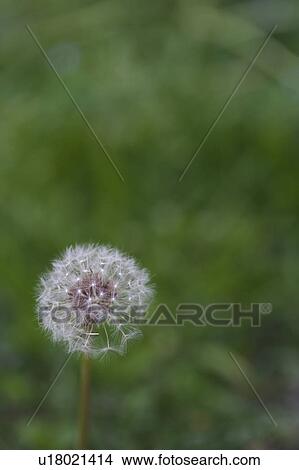 Close-up of a dandelion View Large Photo Image Picture - Close-up of a dandelion. Fotosearch