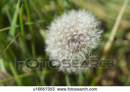 Close-up of a dandelion View Large Photo Image Stock Image - Close-up of a dandelion. Fotosearch