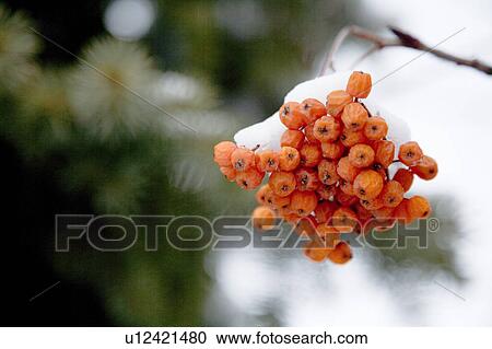Stock Image - Close-up of a kind of fruit. Fotosearch