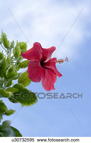 Close-up of a red hibiscus flower with green leaves in clear sky View Large Photo Image Stock Photography - Close-up of a red hibiscus flower with green leaves in clear sky. Fotosearch