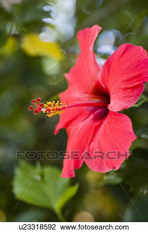 Close-up of a red hibiscus View Large Photo Image Stock Image - Close-up of a red hibiscus. Fotosearch