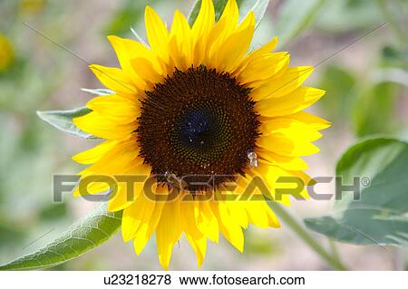 Stock Photo - Close-up of a sunflower in Hokkaido, Japan. Fotosearch