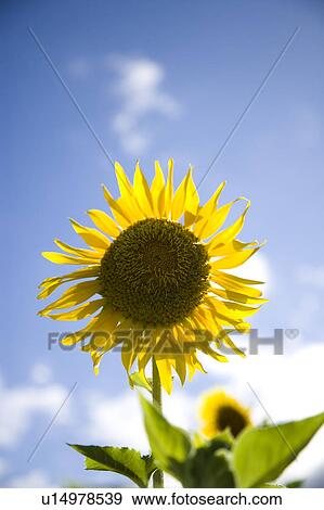 Stock Photo - Close-up of a sunflower. Fotosearch