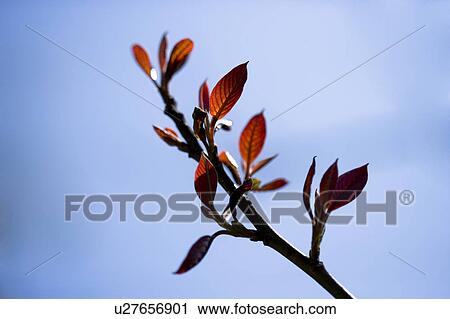 Close-up of a twig with sprout View Large Photo Image Stock Image - Close-up of a twig with sprout. Fotosearch