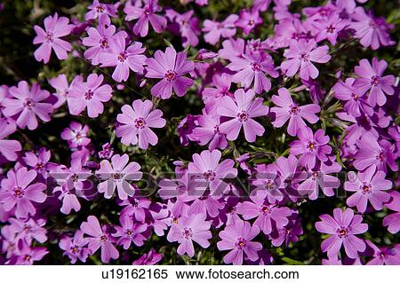 Close-up of beautiful flowers in Hokkaido, Japan View Large Photo Image Stock Photography - Close-up of beautiful flowers in Hokkaido, Japan. Fotosearch