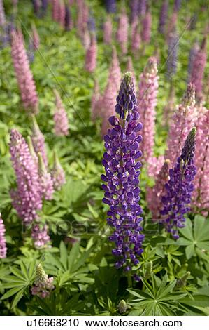 Close-up of beautiful flowers View Large Photo Image Stock Image - Close-up of beautiful flowers. Fotosearch