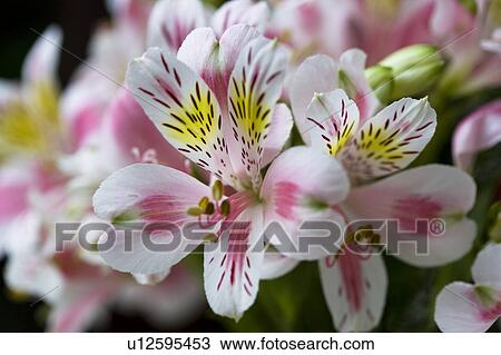Stock Image - Close-up of beautiful orchid flowers. Fotosearch