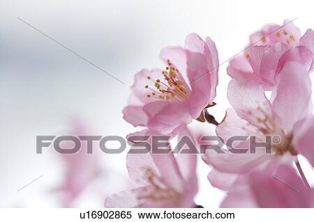 Close-up of cherry blossom View Large Photo Image Stock Photography - Close-up of cherry blossom. Fotosearch
