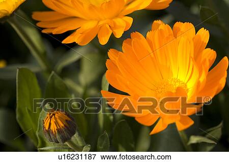 Close-up of chrysanthemum with vibrant color View Large Photo Image Stock Photo - Close-up of chrysanthemum with vibrant color. Fotosearch