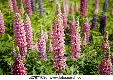 Stock Photograph - Close-up of flowers in Hokkaido, Japan. Fotosearch