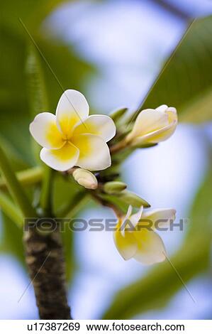 Stock Photo - Close-up of frangipani. Fotosearch