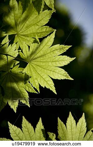 Close-up of green leaves in Hokkaido, Japan View Large Photo Image Stock Photo - Close-up of green leaves in Hokkaido, Japan. Fotosearch