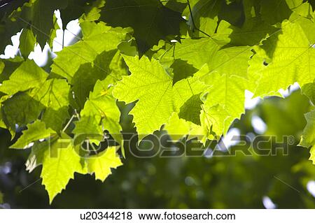 Stock Photo - Close-up of green leaves in the sunshine. Fotosearch