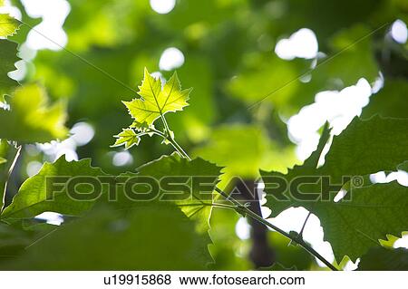 Stock Photo - Close-up of green leaves. Fotosearch