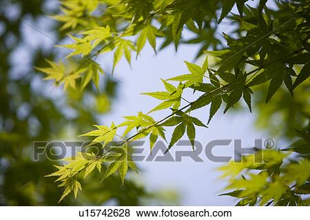 Stock Photo - Close-up of green maple leaves. Fotosearch