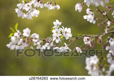 Close-up of peach blossom View Large Photo Image Stock Image - Close-up of peach blossom. Fotosearch