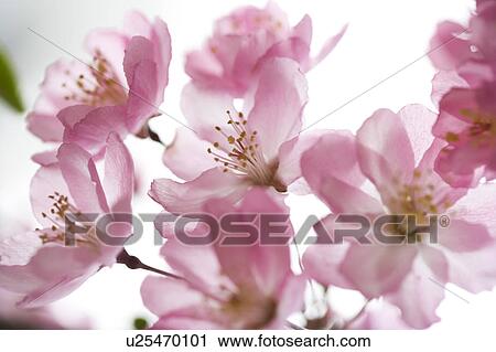 Stock Image - Close-up of pink cherry blossom. Fotosearch
