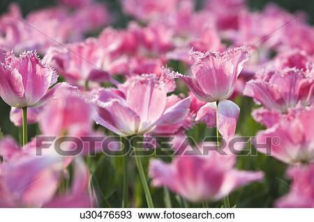 Stock Image - Close-up of pink flowers. Fotosearch