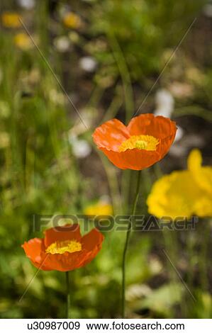 Stock Photo - Close-up of poppy flowers with vibrant color in Hokkaido, Japan. Fotosearch
