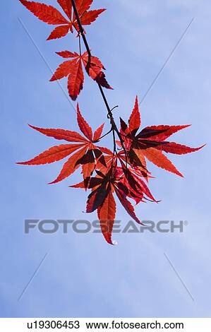 Stock Image - Close-up of red maple leaves in Taitung, Taiwan, China. Fotosearch