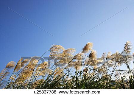 Stock Photo - Close-up of reeds in the wind. Fotosearch