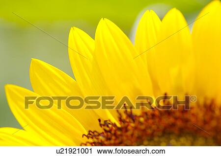 Close-up of sunflower in Hokkaido, Japan View Large Photo Image Stock Image - Close-up of sunflower in Hokkaido, Japan. Fotosearch