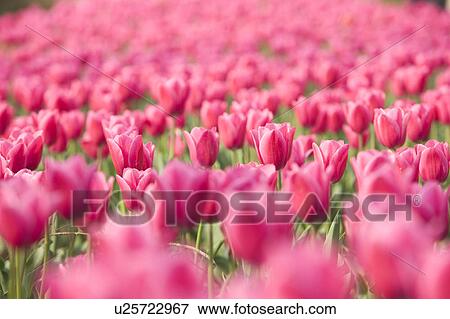 Close-up of tulip flower field View Large Photo Image Stock Photo - Close-up of tulip flower field. Fotosearch