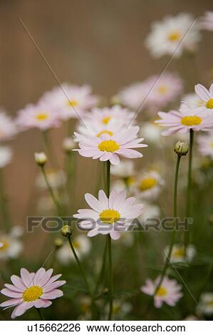 Close-up of white daisies View Large Photo Image Stock Photograph - Close-up of white daisies. Fotosearch