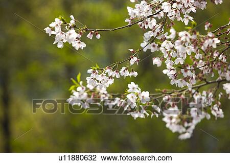 Stock Image - Close-up of white flowers in Shanghai, China. Fotosearch
