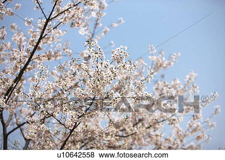 Stock Photo - Close-up of white flowers in Shanghai, China. Fotosearch