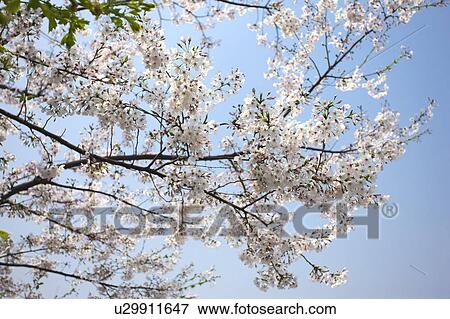 Close-up of white flowers in Shanghai, China View Large Photo Image Stock Photo - Close-up of white flowers in Shanghai, China. Fotosearch
