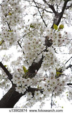 Close-up of white flowers View Large Photo Image Picture - Close-up of white flowers. Fotosearch