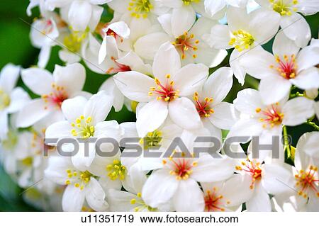 Close-up of white flowers View Large Photo Image Stock Photo - Close-up of white flowers. Fotosearch