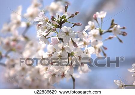 Close-up of white flowers View Large Photo Image Stock Photo - Close-up of white flowers. Fotosearch