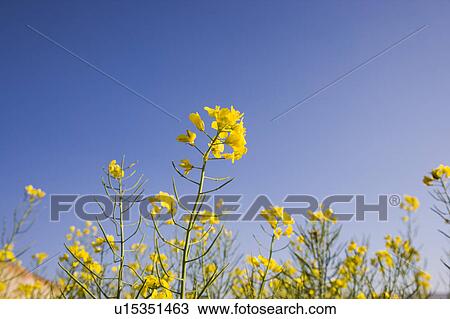 Stock Image - Close-up of yellow flowers in Luoping, Yunnan Province. Fotosearch