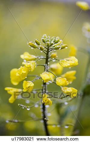 Stock Image - Close-up of yellow flowers in Luoping, Yunnan Province. Fotosearch