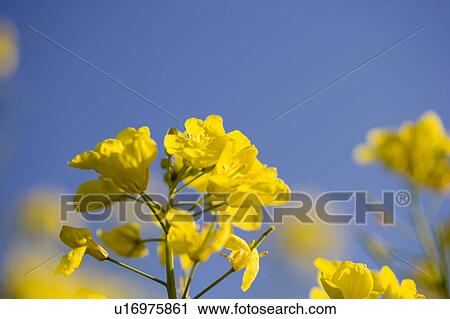 Close-up of yellow flowers View Large Photo Image Stock Image - Close-up of yellow flowers. Fotosearch