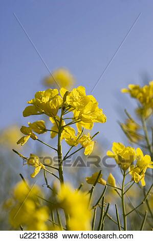 Close-up of yellow flowers View Large Photo Image Stock Photo - Close-up of yellow flowers. Fotosearch