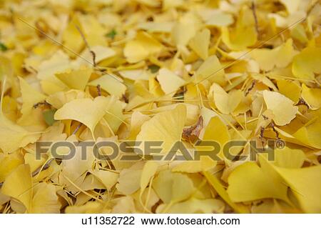 Close-up of yellow ginkgo leaves in Tokyo, Japan View Large Photo Image Stock Image - Close-up of yellow ginkgo leaves in Tokyo, Japan. Fotosearch