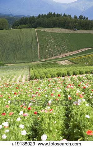 Field with multicolored flowers View Large Photo Image Stock Photo - Field with multicolored flowers. Fotosearch