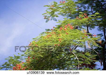 Stock Photo - Flame trees in Taitung Country, Taiwan, China. Fotosearch