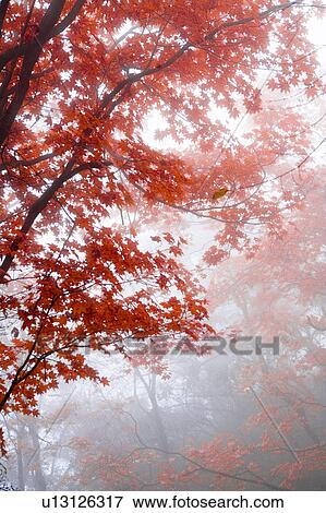 Maple leaf tree in fog View Large Photo Image Stock Photo - Maple leaf tree in fog. Fotosearch
