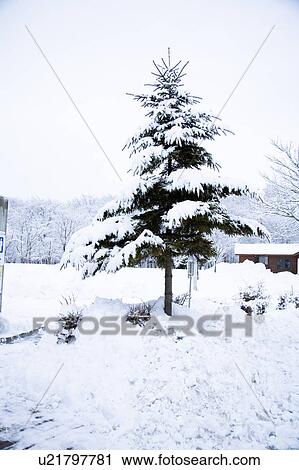 Stock Image - Pine tree in snow. Fotosearch