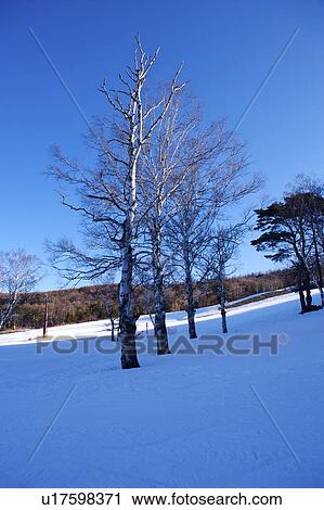 Stock Image - Pine tress in winter snow. Fotosearch