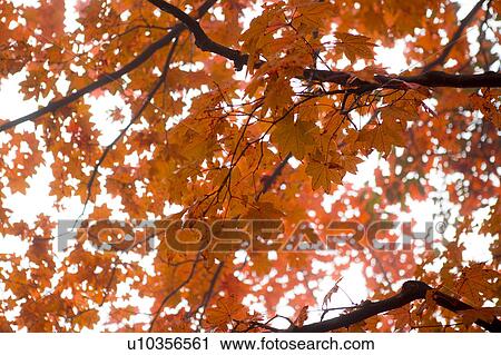 Red maple leaves in Mt. Emei, Sichuan Province, China View Large Photo Image Stock Image - Red maple leaves in Mt. Emei, Sichuan Province, China. Fotosearch