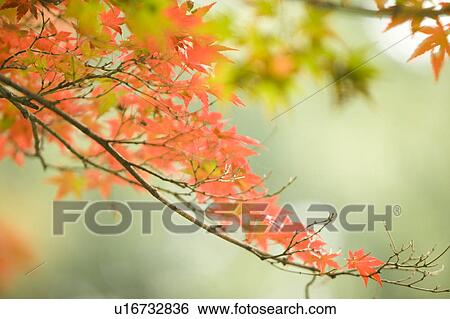 Red maple leaves in Tokyo, Japan View Large Photo Image Stock Photograph - Red maple leaves in Tokyo, Japan. Fotosearch