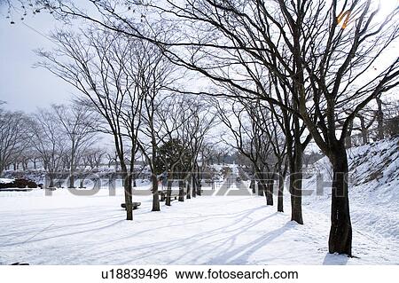 Stock Photograph - Trees without leaves in the cold winter. Fotosearch