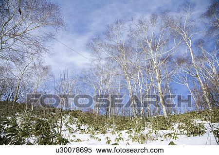 Stock Photography - Winter scenery in Tokyo, Japan. Fotosearch