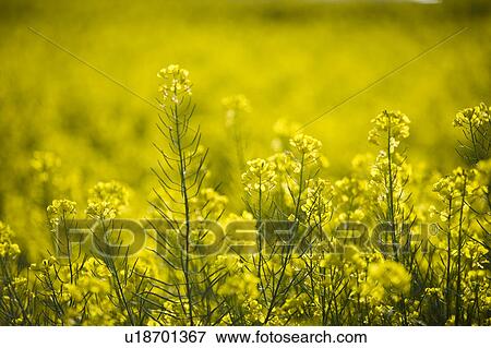 Stock Photo - Yellows flowers in Luoping, Yunnan Province. Fotosearch