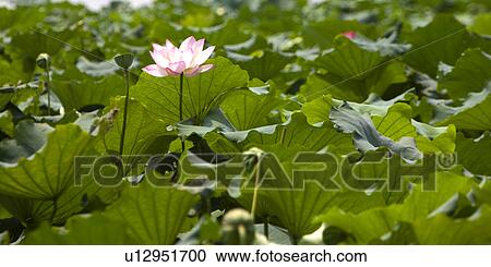 A pink water lily in the green lily pads View Large Photo Image Stock Image - A pink water lily in the green lily pads. Fotosearch